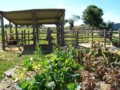 Garden-Farmyard.JPG