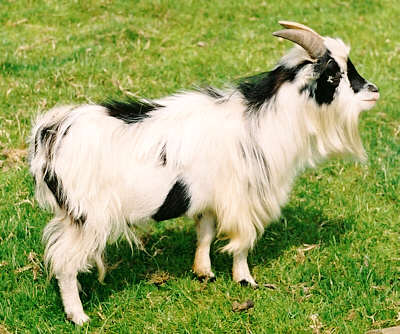 goat.jpg (33 KB)