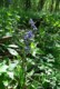 bluebell.jpg (61 KB)