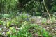 bluebells3.jpg (63 KB)