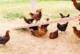 hens.jpg (32 KB)