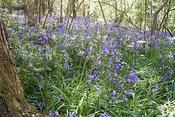 Bluebell Wood