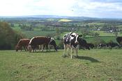 View with Cows Grazing