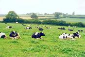 Cows in the Field