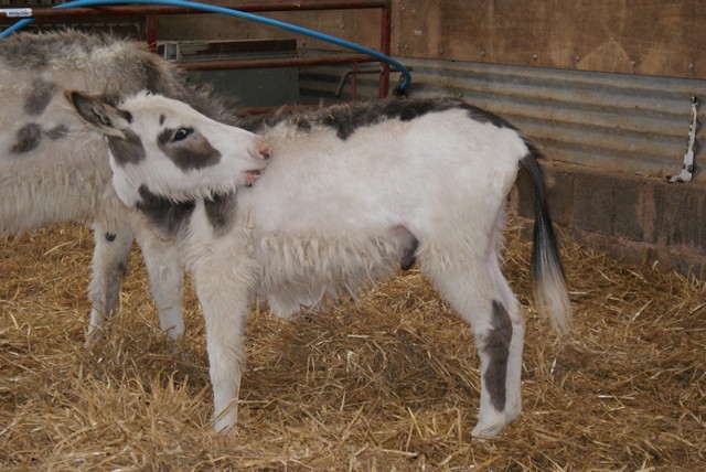 donkeys-2.jpg