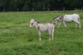 baby-donkey