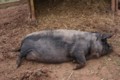 pig